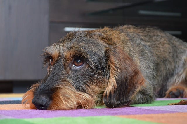 mini-long-haired-dachshund
