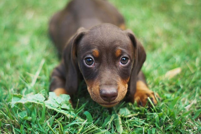 mini-smooth-haired-dachshund