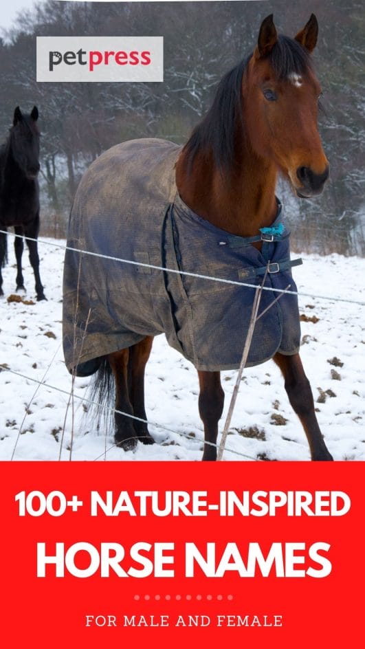 100+ Natureinspired Horse Names for Your Male or Female Horse