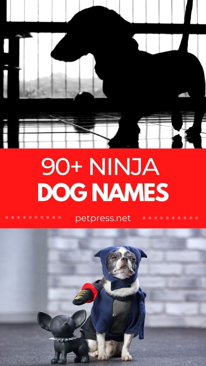 ninja dog names