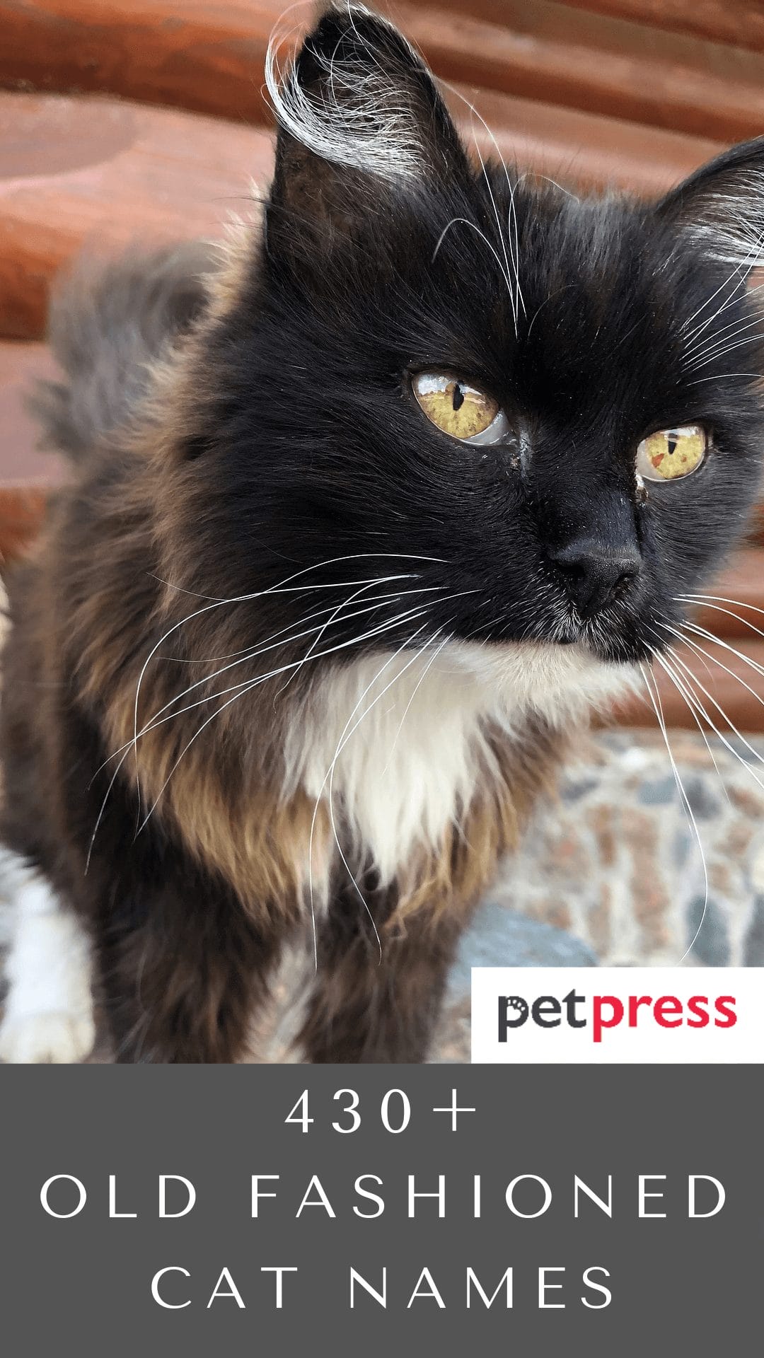 430+ Old Fashioned Cat Names Old School Cat Name Ideas