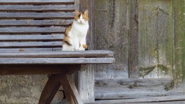 old-fashioned-female