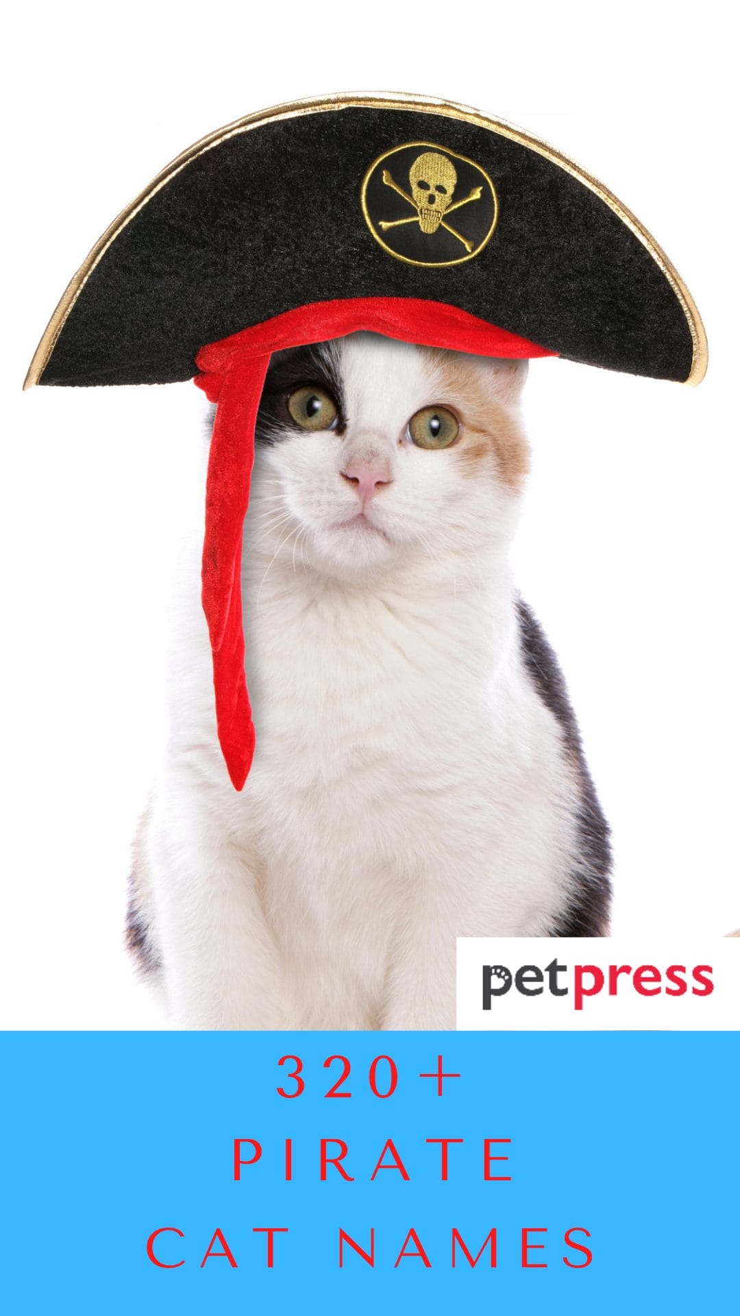 320+ Awesome Pirate Cat Names For Your New Furry Feline Friend