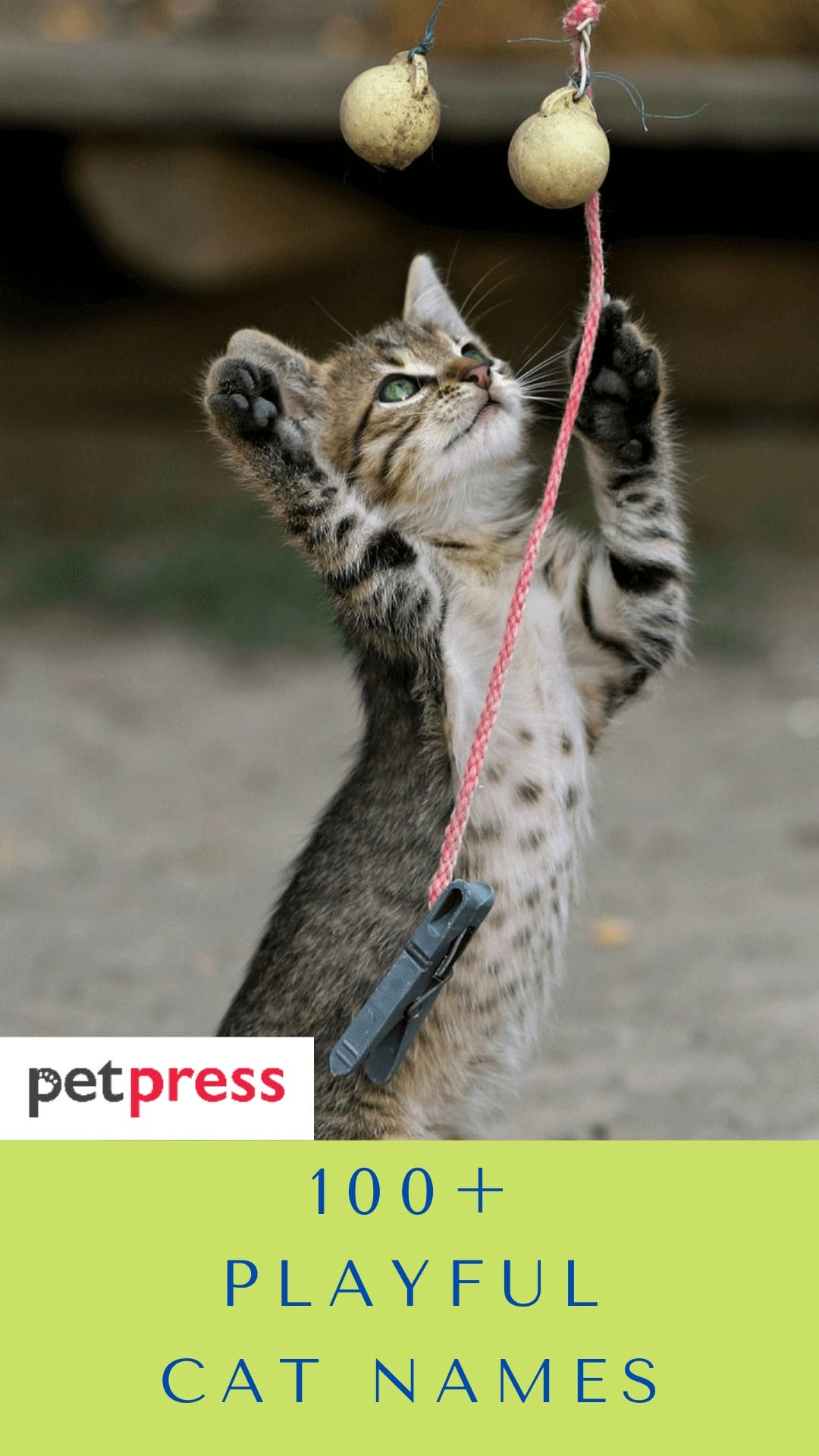100+ Playful Cat Names For Your Energetic Feline Friend