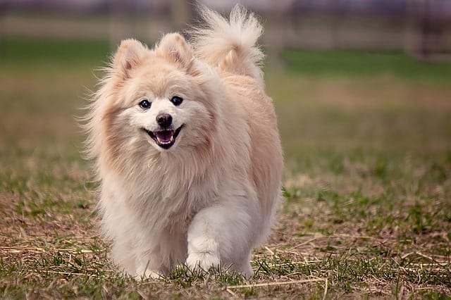 pomeranian