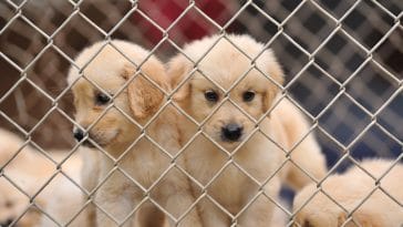 lonely dog in cage