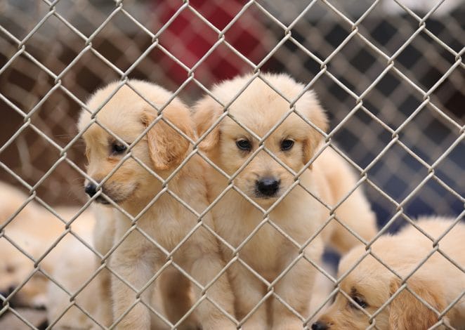 lonely dog in cage