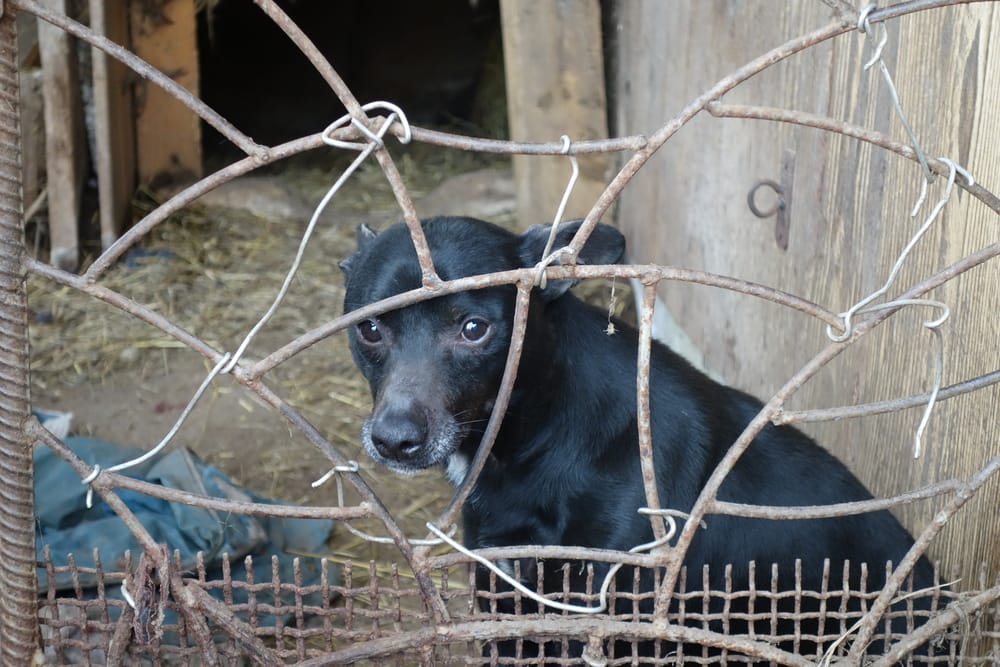 puppy-mills-program