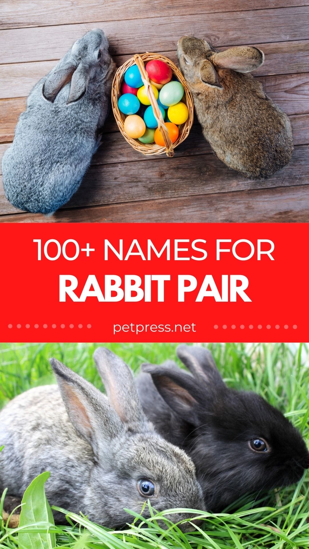 Top Rabbit Pair Names List Of 100 For A Pair Of Rabbits