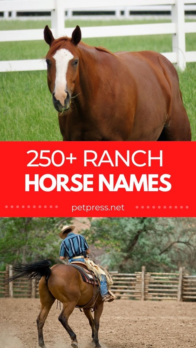 ranch horse names