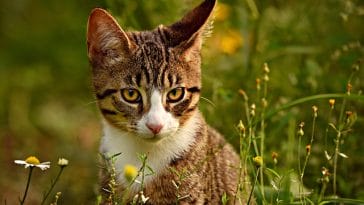 random-male-cat-names