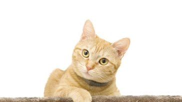 ridiculous-female-cat-names