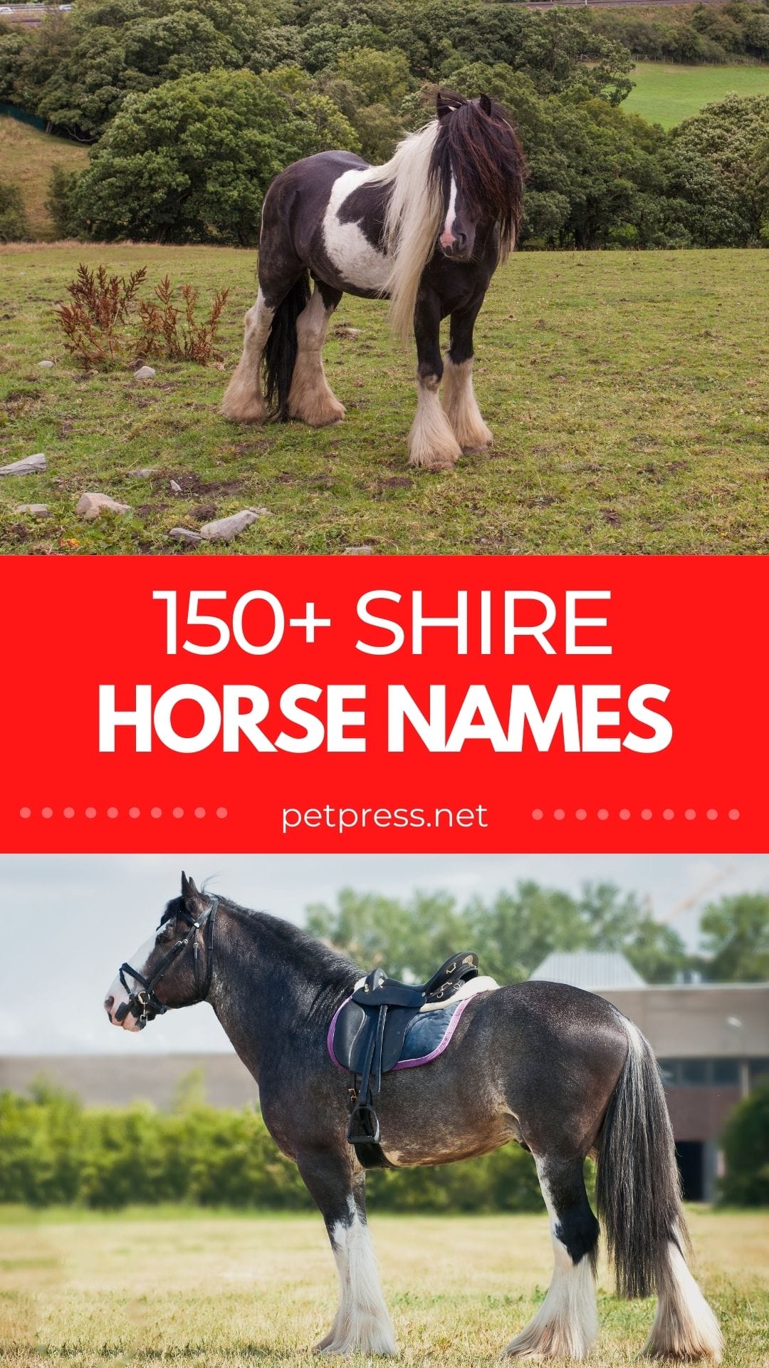 Shire Horse Names List of 150+ Name Ideas for a Shire Horse