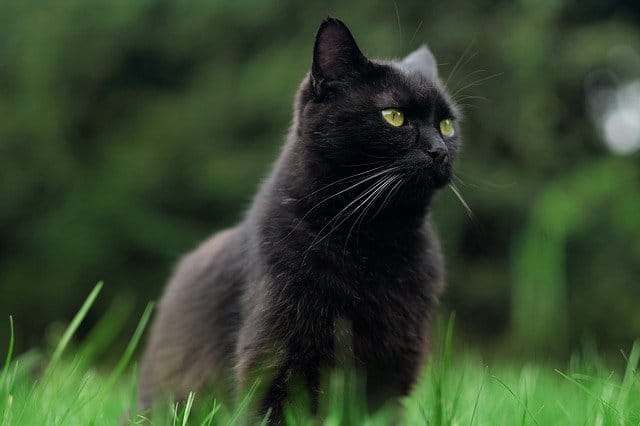 sophisticated-black-cat-names