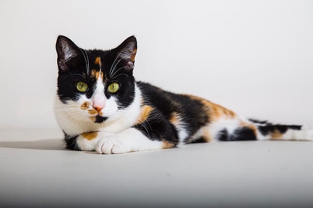 sophisticated-calico-cat-names