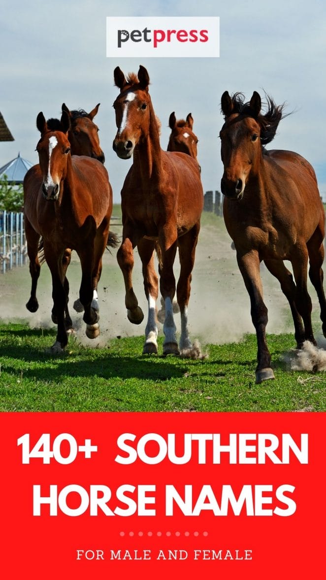 southern horse names