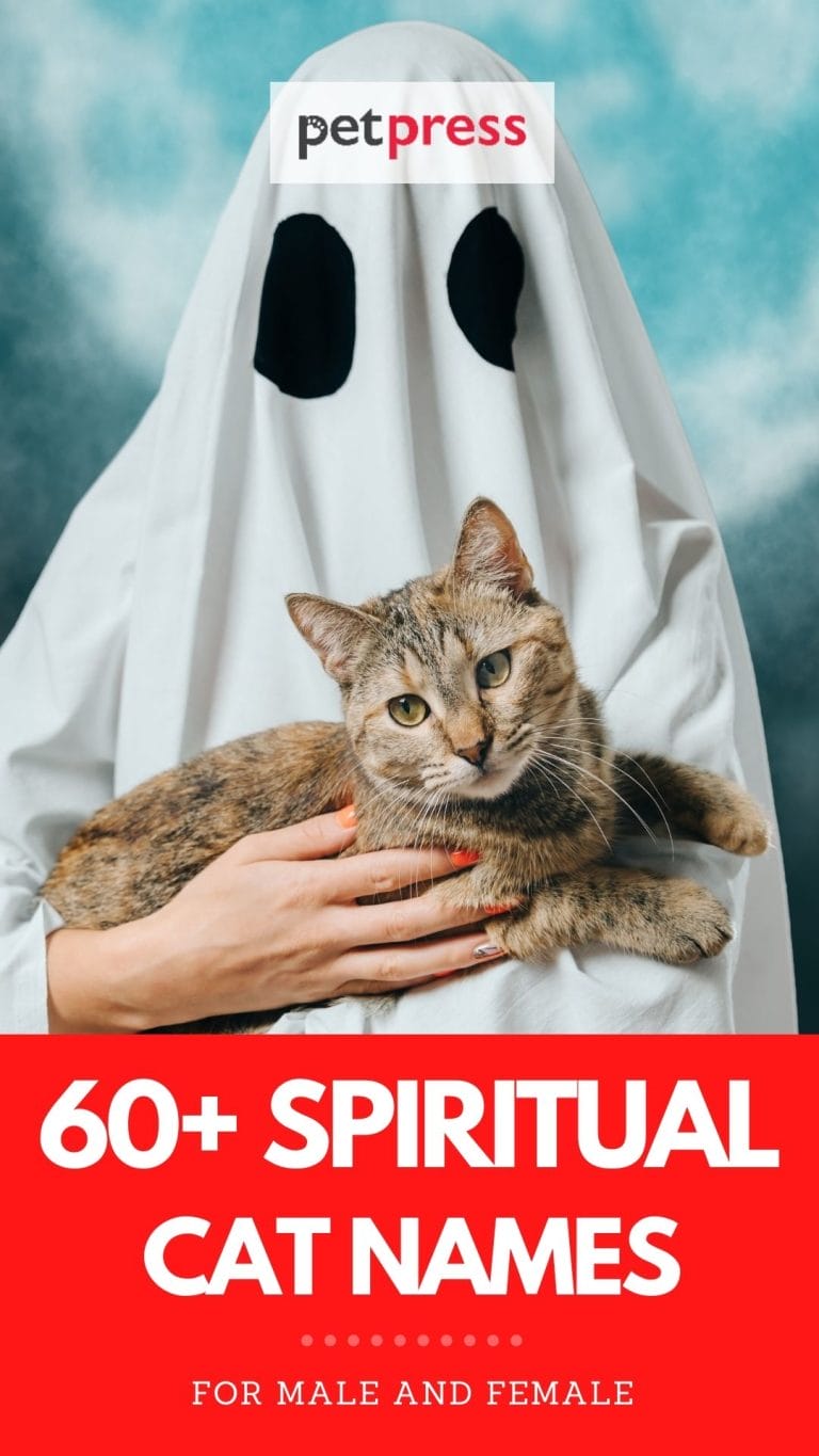 Spiritual Cat Names List Of Over 60 Cat Names That Are Spiritual