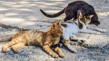 stray-cat