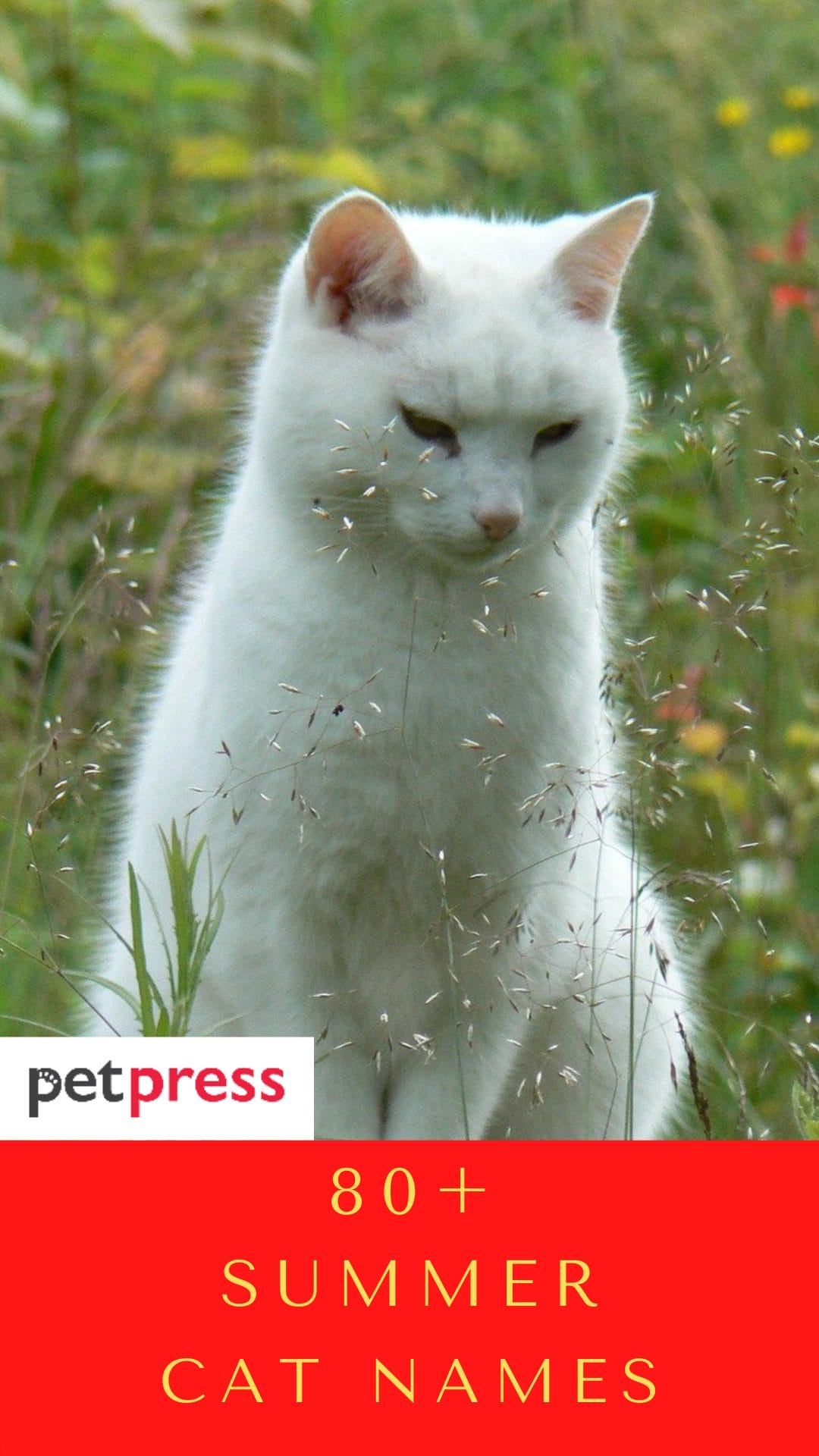 80+ Summer Inspired Cat Names Unique Name Ideas For Your Kitten