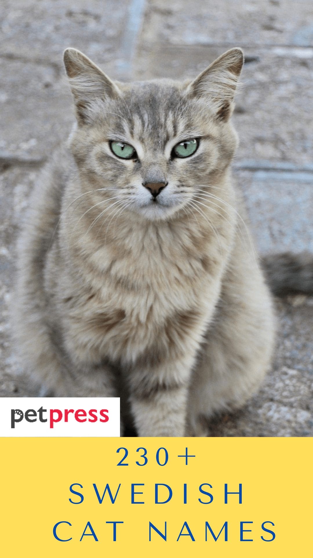 230+ Swedish Cat Names For Your Cute And Adorable Feline Friend