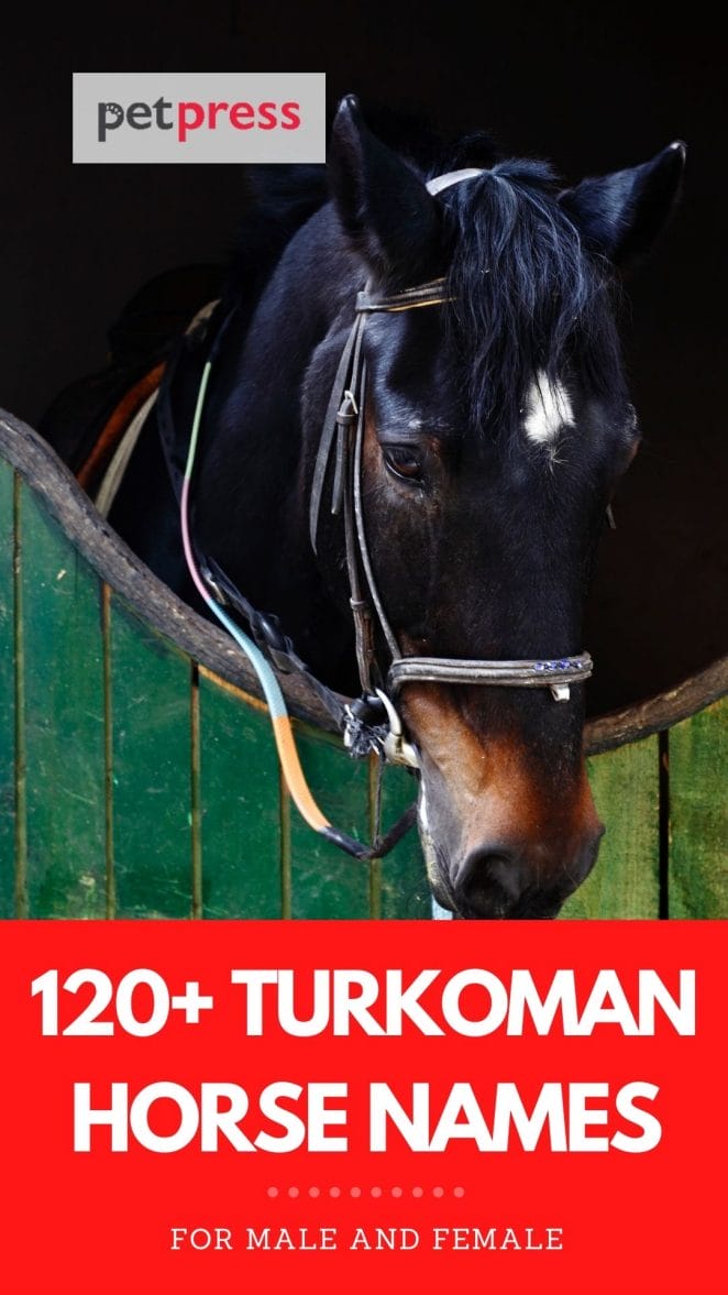 turkoman horse names