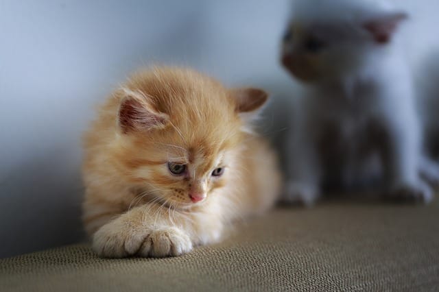 unique-blonde-cat-names