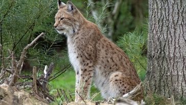 unique-lynx-cat-names