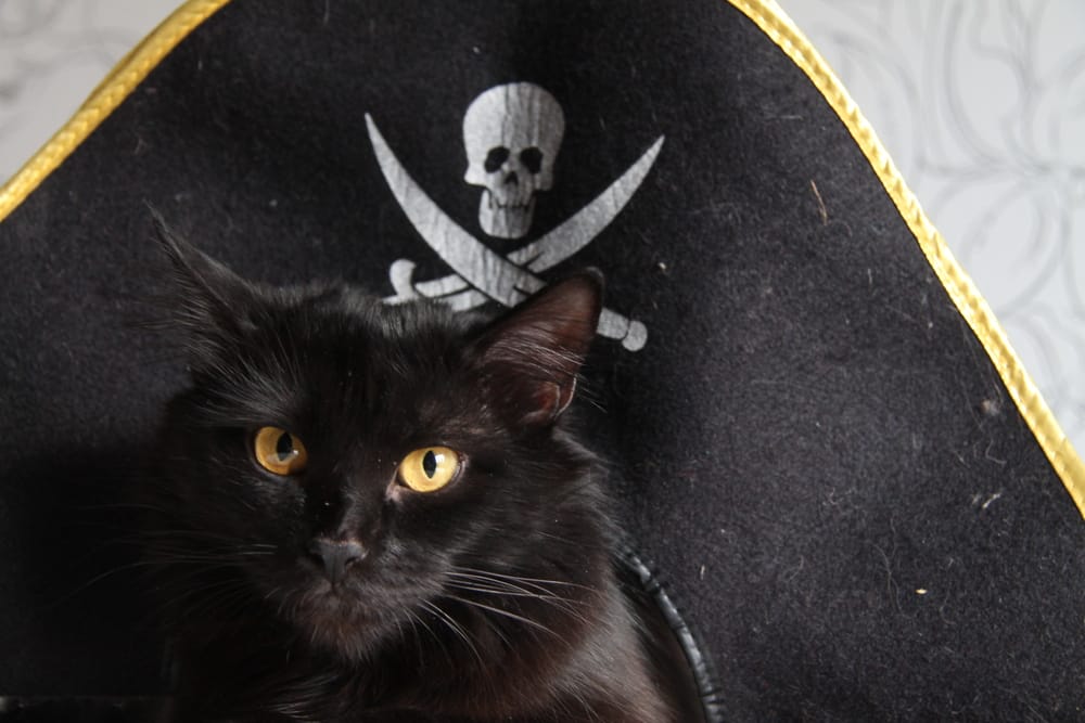 unique-pirate-cat-names