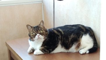 unique-sci-fi-cat-names