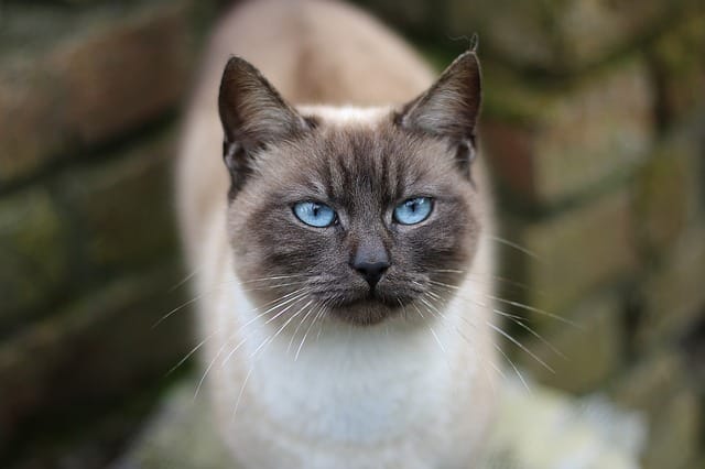 Siamese Warrior Cat Names