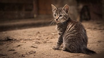 unique-somalian-cat-names