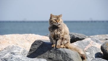 unique-surfer-cat-names