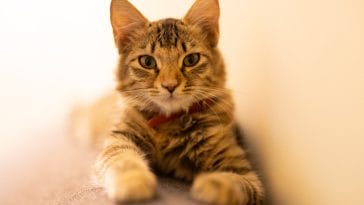 unique-swedish-cat-names