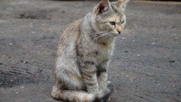 unique-welsh-cat-names