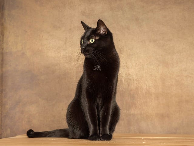 unisex-badass-black-cat-names