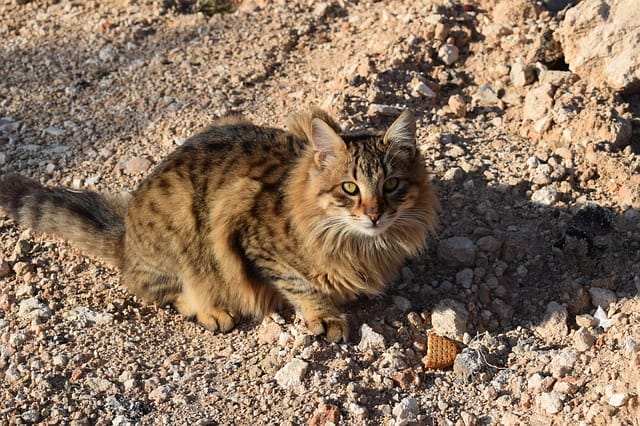 160 Feral Cat Names Best Name Ideas For Cute Feral Cats 160 Feral Cat Names Best Name Ideas For Cute Feral Cats