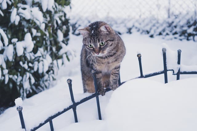 unisex-winter-cat-names