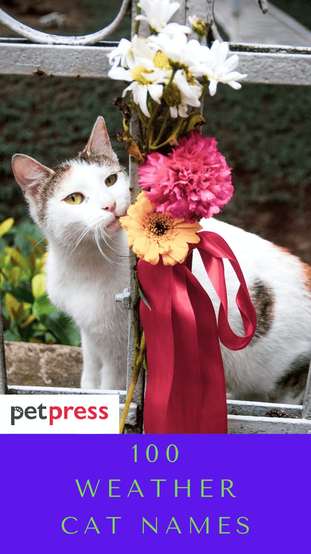 100 Best Weather Inspired Cat Names For Your Feline Friend