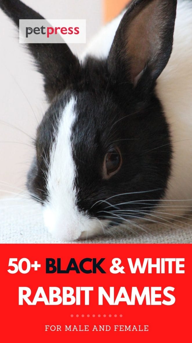 white & black rabbit names