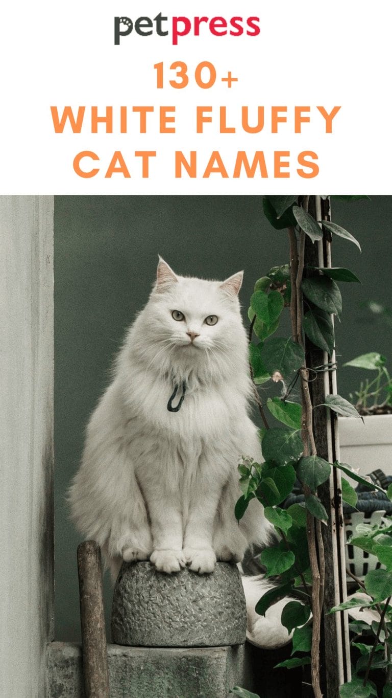 130 White Fluffy Cat Names For Your Furry Adorable Kitten 130 White Fluffy Cat Names For Your Furry Adorable Kitten