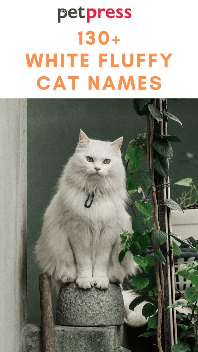 white-fluffy-cat-names