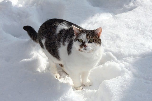 100 Best Weather Inspired Cat Names For Your Feline Friend