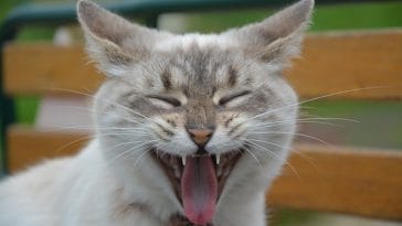 worst-female-cat-names