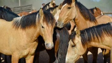 130+ Buckskin Horse Names - Best Names For Buckskin Mares & Stallions