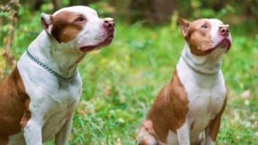 150+ Best Red Nose Pitbull Names (Unique, Smart & Cool Names Ideas)