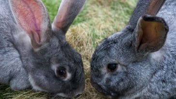 150+ Grey Rabbit Names - List of Popular Name Ideas For Grey Rabbits