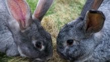 Black Rabbit Names: 350+ Names for Male and Female Black Rabbits