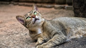 200+ Best Cambodian Cat Names - Khmer Language and Meanings