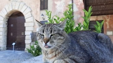 200+ Italian Food Cat Names - Cat Names Inspired by Italian Food