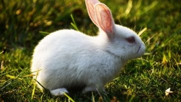 200+ White Rabbit Names - Names For Male & Female White Rabbits